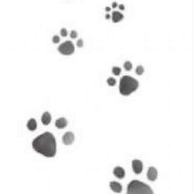 An001 pochoir traces de chat