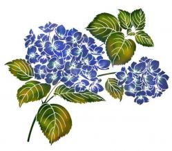 Fleurs d'hortensia (Hydrangea)