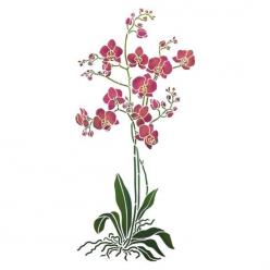 Grande orchidée