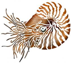 nautilus