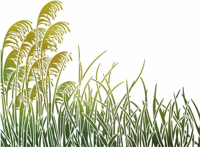 Pochoir herbes pampa stipo1945 herbes sauvages mon artisane