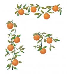 Kit oranges