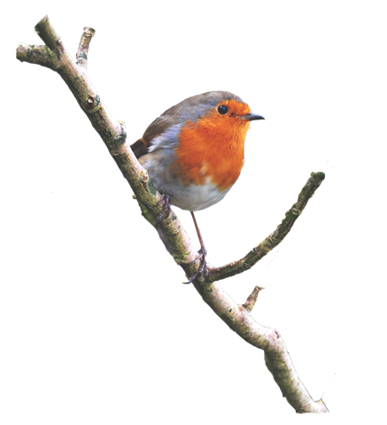 Rouge gorge sur branche sticker robin on a branch