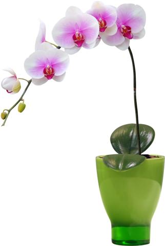 Sticker orchidee vase sti10009 autocollant