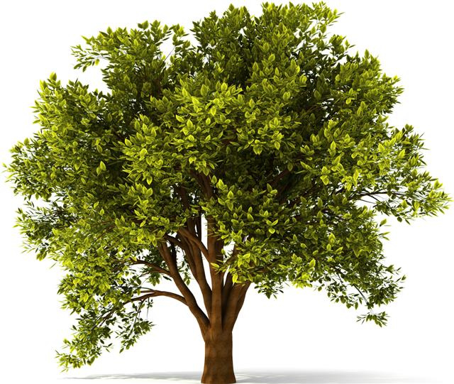 Stickermural arbre sti2002 arbreautocollant