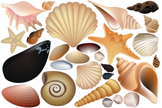 Stickers autocollants pochoirs coquillages marins